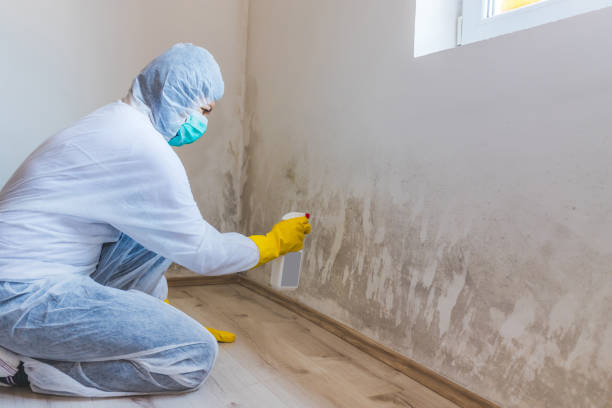 Mold Removal Process in Mercer, PA