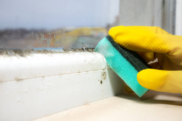 Office Mold Removal Services in Mercer, PA